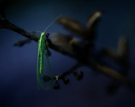 Pearly Green Lacewing ( Chrysopa perla )